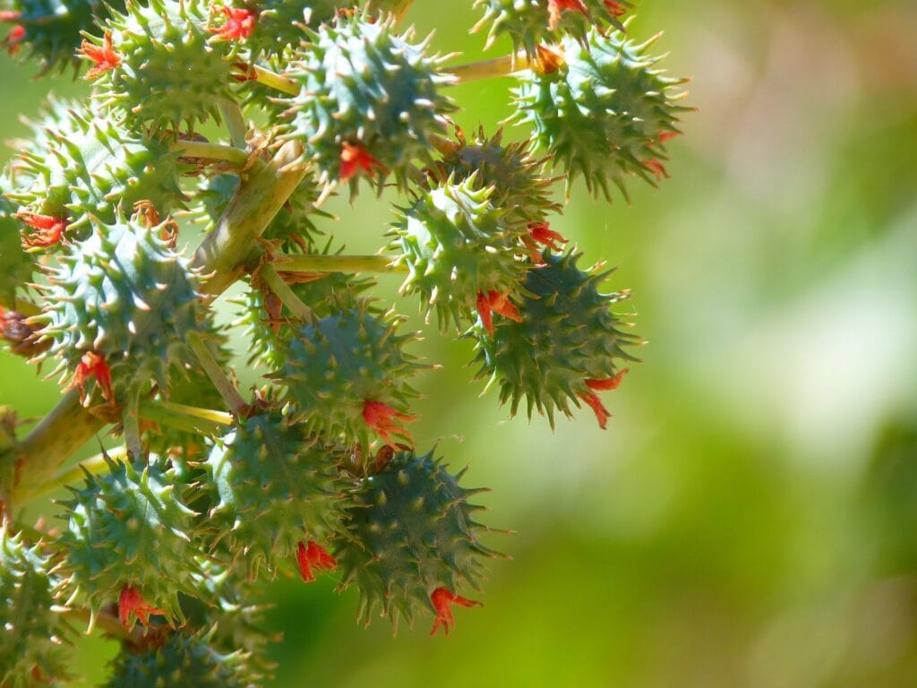 Castor Plant
